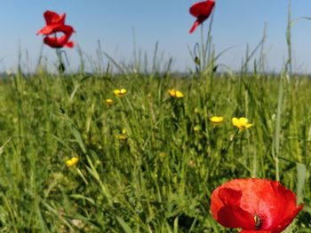 Close-up of red poppy flowers in field