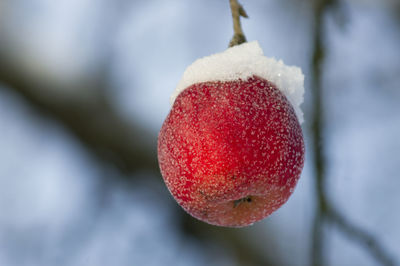 Close-up of strawberry on tree during winter