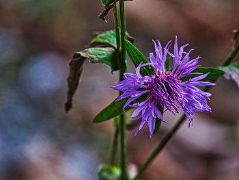 Close-up of purple flowering plant