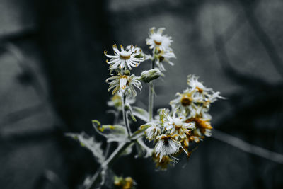 Close-up of white flowering plant