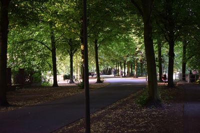 Road along trees