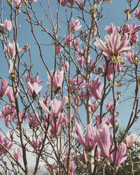 Close-up of pink cherry blossoms in spring