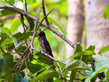 Bird perching on a tree