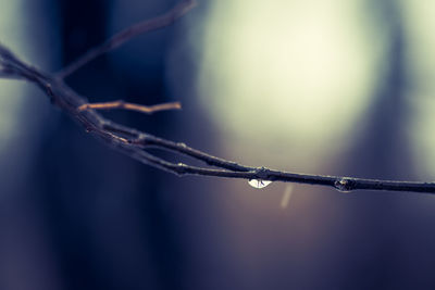 Close-up of water drops on twig