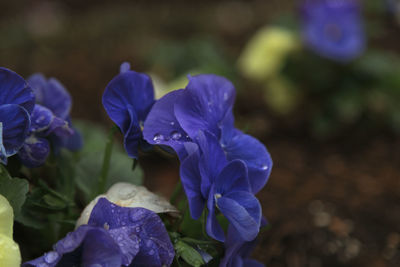 Close-up of purple flowering plant