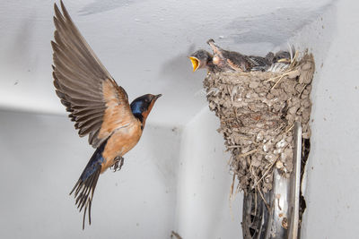 Close-up of bird eating nest