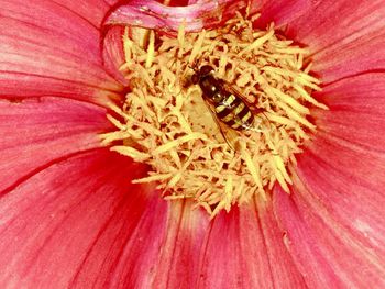 Close-up of flower blooming outdoors