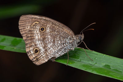 Close-up of butterfly