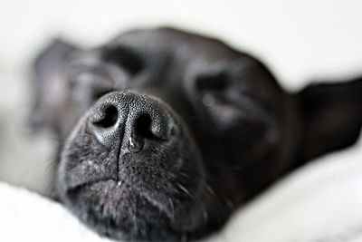 Close-up of dog