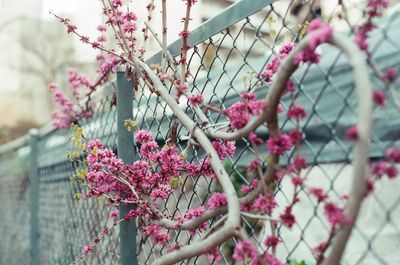 Close-up of pink cherry blossom tree