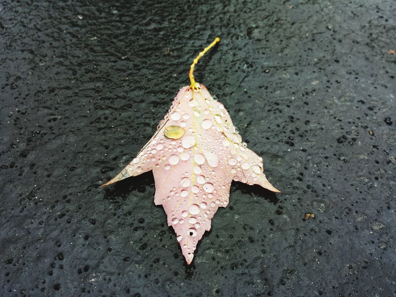 asphalt, leaf, close-up, street, high angle view, road, wet, no people, textured, day, outdoors, season, autumn, paint, single object, damaged, nature, weather, guidance, maple leaf