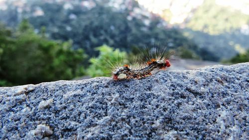 Close-up of insect on rock