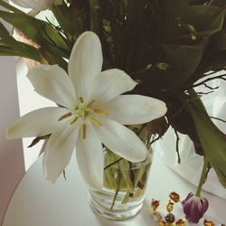 Close-up of white flowers