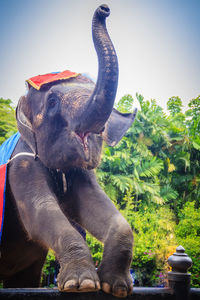 Close-up of elephant statue