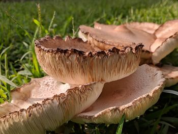 Close-up of mushroom growing on field