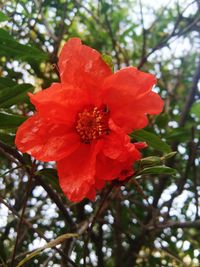 Low angle view of red flower blooming outdoors