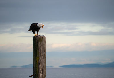 Bird perching on wooden post