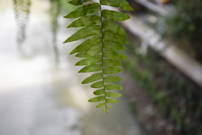 Close-up of fern leaves