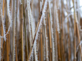 Full frame shot of dry plants