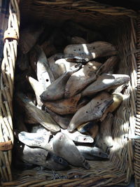 Close-up of dead animal