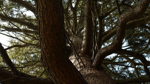 Low angle view of bare trees in forest