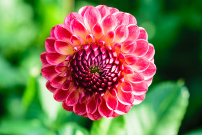 Close-up of pink dahlia flower