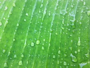 Full frame shot of wet leaf