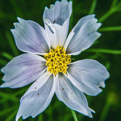 Close-up of purple flower