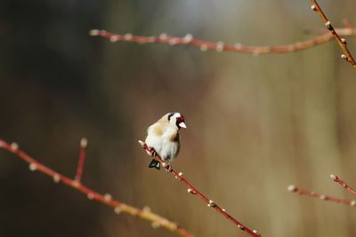 Close-up of bird perching on branch