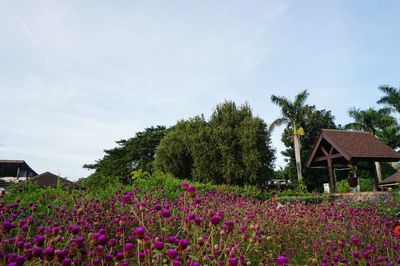 Flowers growing by trees against sky