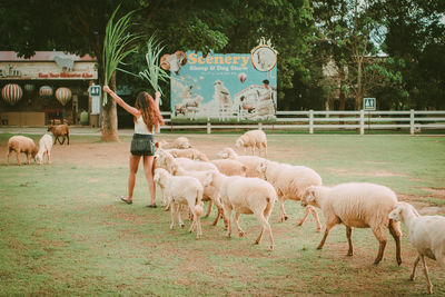 Sheep in a field