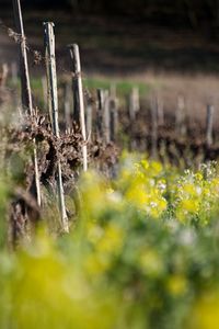 Close-up of yellow flowering plant on field