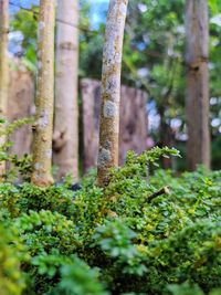 Close-up of moss growing on tree trunk in forest