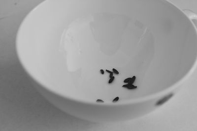 Close-up of ants in plate