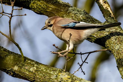 Close-up of bird perching on a tree