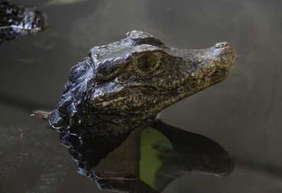 Close-up of crocodile swimming in lake