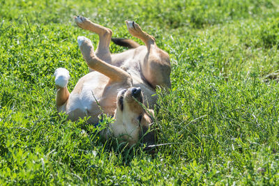 Dog relaxing on field