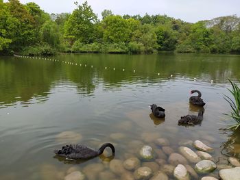 Ducks swimming in lake