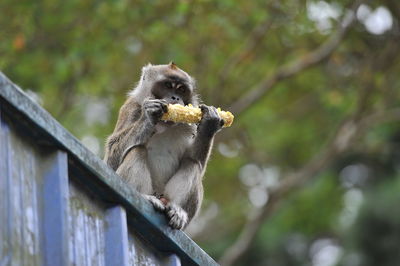 Low angle view of monkey on tree