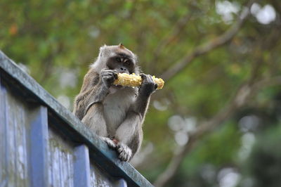 Low angle view of monkey eating corn on wall