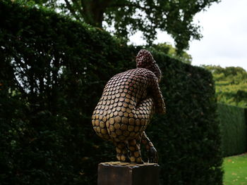 Close-up of bird perching on wooden post