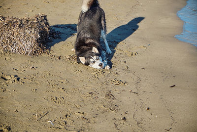 High angle view of cat on sand