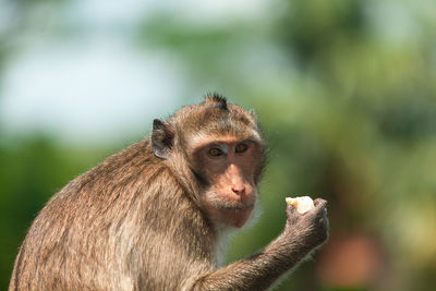 Close-up of monkey