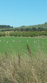 Scenic view of landscape against clear sky