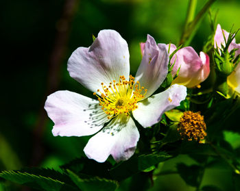 Close-up of white flowering plant