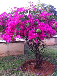 Pink flowers blooming in park