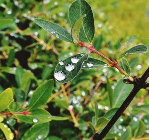 Close-up of water drops on leaf