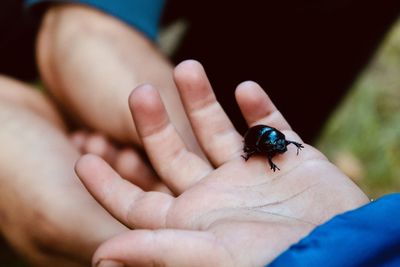 Midsection of woman holding insect