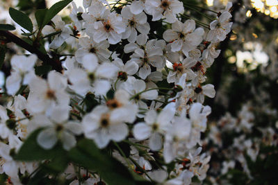 Close-up of cherry blossom tree