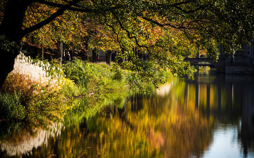 Scenic view of lake by trees during autumn